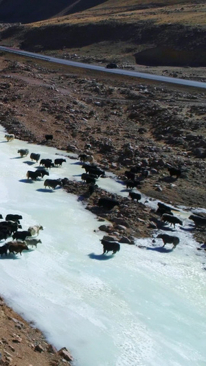 航拍牛羊河谷渡河哈萨克牧民12秒视频
