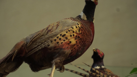 红腹锦鸡观赏鸟类标本模型视频