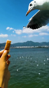 实拍慢动作滇池喂食海鸥红嘴鸥视频