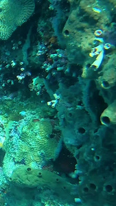 海底世界世界海洋日视频