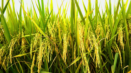 农业收割机割稻子丰收机械化生产视频
