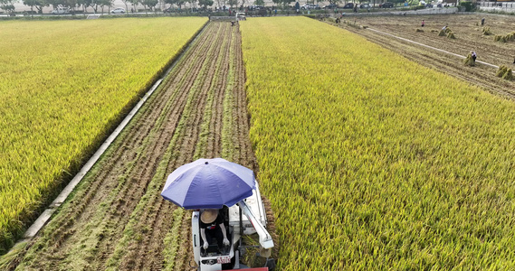 农业收割机割稻子丰收机械化生产视频