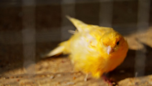 美丽的小黄鸟6秒视频