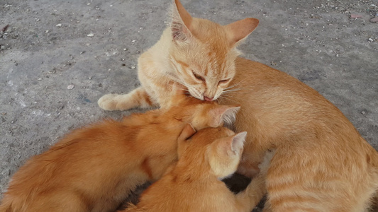 由猫妈妈喂小猫视频