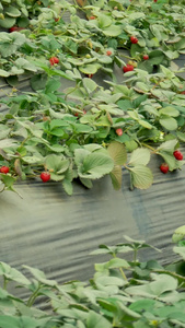 成熟的草莓水果农家乐视频