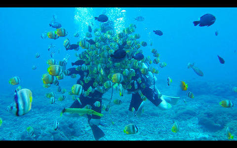 巴厘岛贝尼达潜水水下视频视频