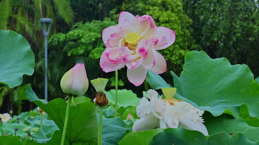 夏天雨水荷花荷叶雨滴雨景视频