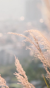 唯美空镜风中摇摆的芦苇草禾本科视频