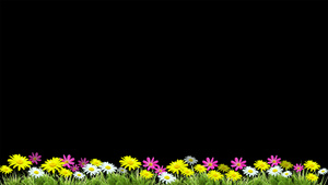 花丛花朵动画元素带透明通道7020秒视频