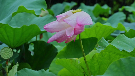 夏天雨水荷花荷叶雨滴雨景视频