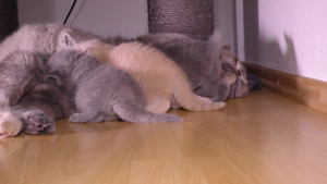 小猫和猫妈妈14秒视频