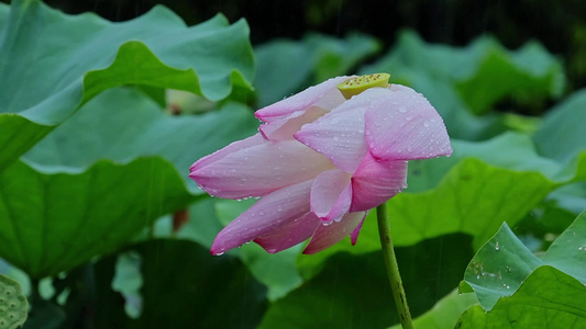 夏天雨水荷花荷叶雨滴雨景视频