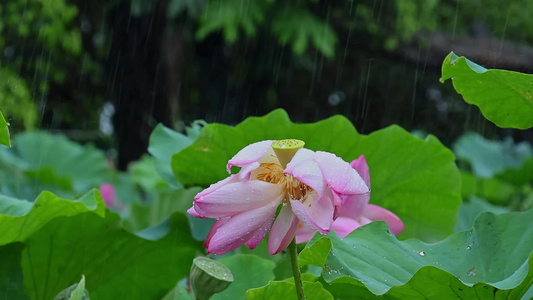 夏天雨水荷花荷叶雨滴雨景视频