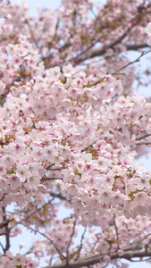 春天的樱花在风中摇曳粉色的樱花视频