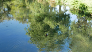 野鸭在河中游动在基督教堂的植物园16秒视频