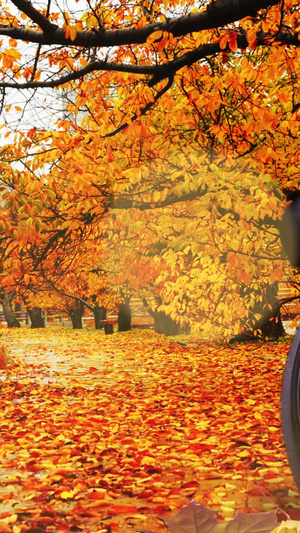 秋天立秋枫叶落叶背景视频秋天落叶20秒视频