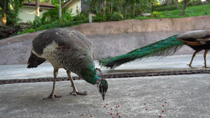 孔雀在路上吃食物11秒视频