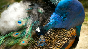 优雅的野生异国鸟多彩艺术羽毛关闭孔雀纹状羽羽毛飞着30秒视频