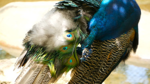 优雅的野生异国鸟多彩艺术羽毛关闭孔雀纹状羽羽毛飞着14秒视频