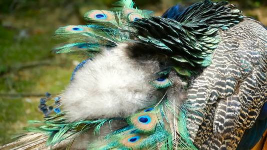 优雅的野生异国鸟多彩艺术羽毛关闭孔雀纹状羽羽毛飞着视频