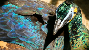 优雅的野生异国鸟多彩艺术羽毛关闭孔雀纹状羽羽毛飞着8秒视频