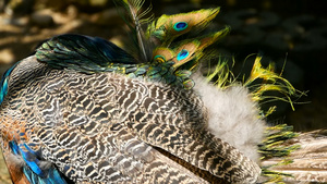 优雅的野生异国鸟多彩艺术羽毛关闭孔雀纹状羽羽毛飞着14秒视频