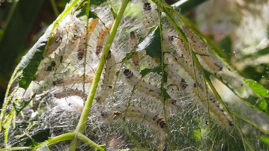 青树上的网虫毛虫06慢动视频