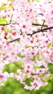 春天盛开的樱花视频