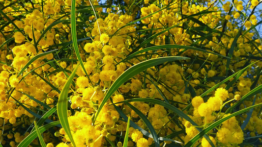 黄金花朵上的蜜蜂泉06年慢动视频