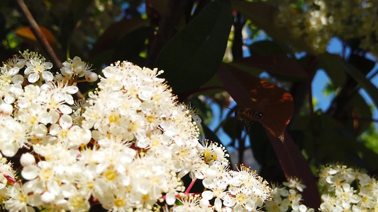 花朵上春天的蜜蜂视频