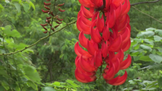 花朵的香化视频