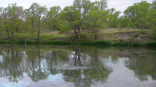 湖水中的树木犹他州视频