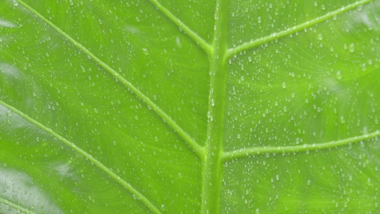 关闭绿色维管植物叶子上落下的水滴夏季季风雨滴在绿树叶视频