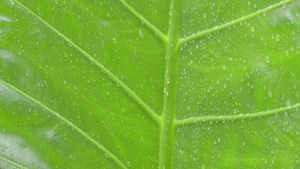 关闭绿色维管植物叶子上落下的水滴夏季季风雨滴在绿树叶12秒视频