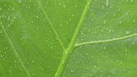 关闭绿色维管植物叶子上落下的水滴夏季季风雨滴在绿树叶视频