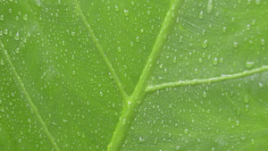 关闭绿色维管植物叶子上落下的水滴夏季季风雨滴在绿树叶17秒视频