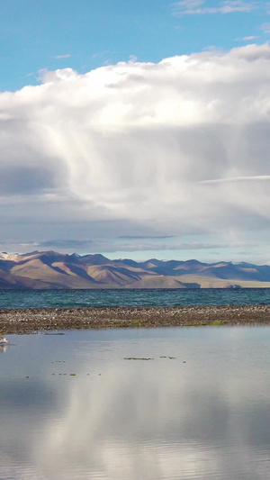 纳木措圣湖边红嘴鸥觅食30秒视频