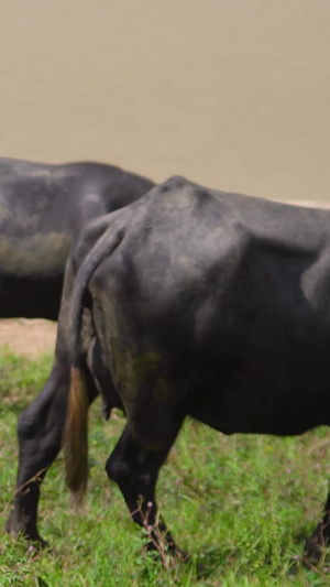 动物生活水牛对望动物世界9秒视频