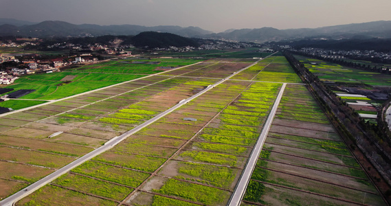 4k 航拍农村油菜花视频