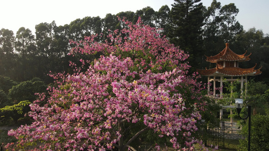 山上的木棉花视频