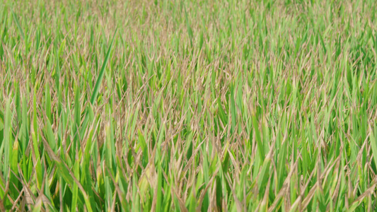 干旱的水稻田视频