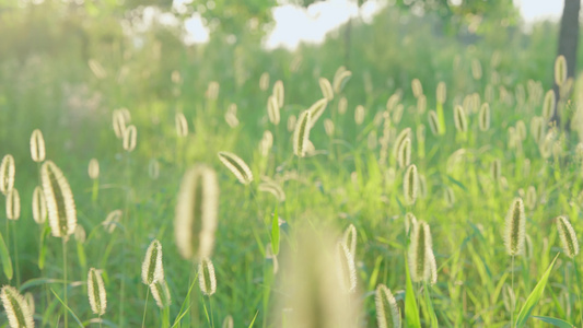 逆光狗尾巴草-唯美空镜视频