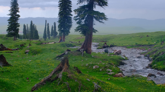 新疆那拉提草原雪山森林小溪绝美风光视频