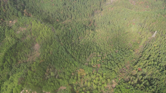 墓地陵园坟墓森林植物航拍视频