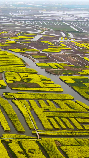 俯瞰江苏兴化湿地水上油菜花海视频江苏旅游50秒视频