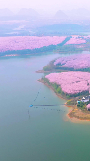 航拍贵州平坝樱花园全景素材万亩樱花53秒视频