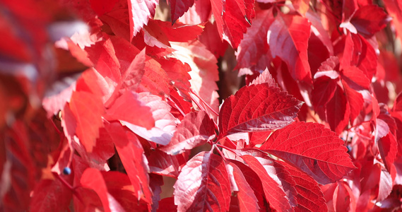 秋季红叶温暖阳光下的展示视频