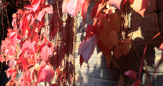秋季红叶温暖阳光下的展示视频
