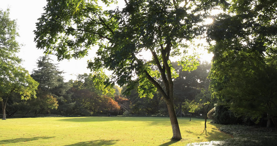 公园里阳光穿透树木洒在草地上视频