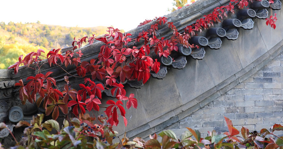 秋季红叶温暖阳光瓦房屋檐视频